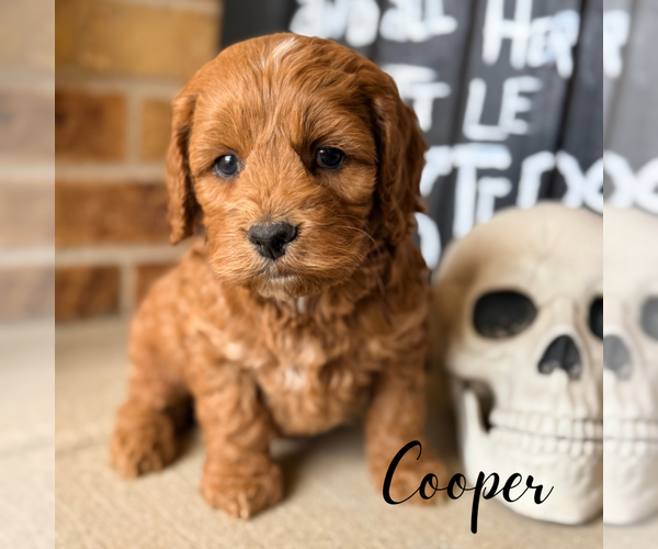 Medium Photo #4 Cavapoo Puppy For Sale in ADDISON, IL, USA