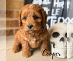 Small #3 Cavapoo