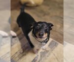 Small Photo #10 Dachshund Puppy For Sale in Rosenberg, TX, USA