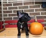 Small Photo #2 French Bulldog Puppy For Sale in HOCKESSIN, DE, USA