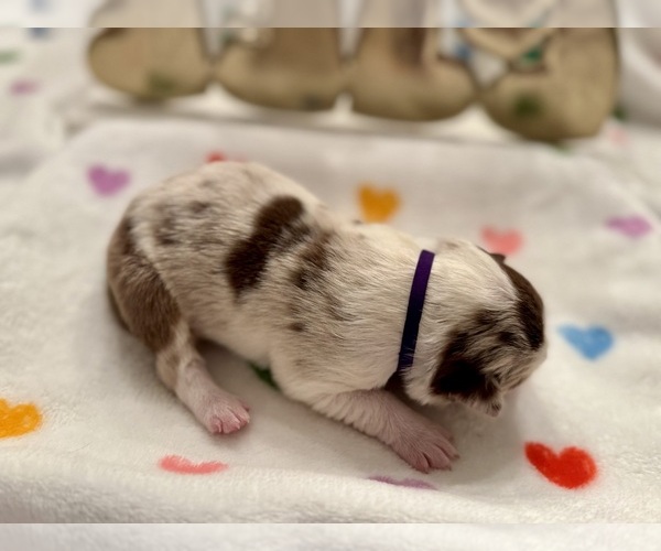 Medium Photo #5 Border Collie Puppy For Sale in MARYVILLE, TN, USA