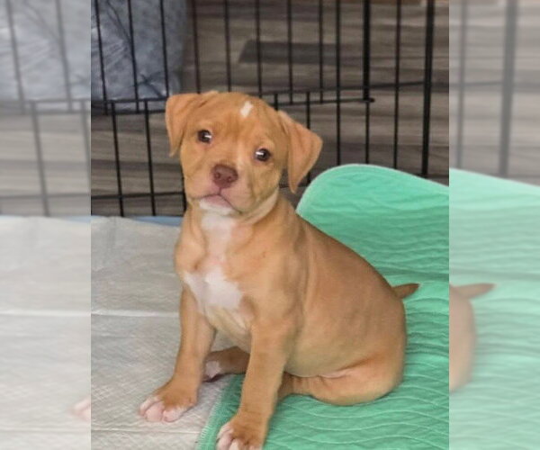 Medium Photo #1 American Staffordshire Terrier-Boxer Mix Puppy For Sale in Sayreville, NJ, NJ, USA