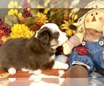 Small #1 Miniature Australian Shepherd