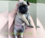 Small Photo #11 Pug Puppy For Sale in SUMTER, SC, USA