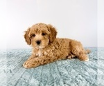 Image preview for Ad Listing. Nickname: Honey