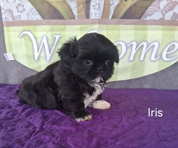 Medium Photo #3 Shih Tzu Puppy For Sale in MOUNT PLEASANT, MI, USA
