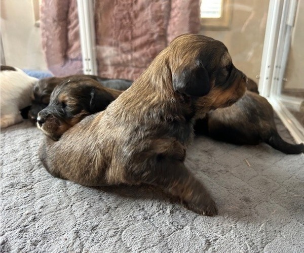 Medium Photo #3 Bernedoodle (Miniature) Puppy For Sale in HENDERSON, CO, USA