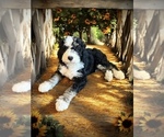 Small #7 Bernedoodle-Poodle (Standard) Mix