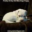 Small Photo #258 Dogo Argentino Puppy For Sale in PINEVILLE, MO, USA
