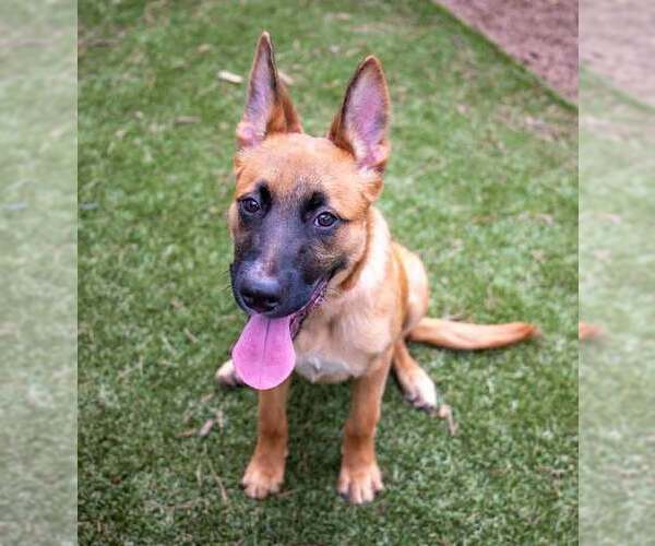 Medium Photo #8 Mutt Puppy For Sale in Kennesaw, GA, USA