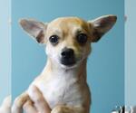 Small Chihuahua Mix