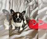Small Photo #4 French Bulldog Puppy For Sale in ATL, GA, USA
