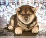 Small Photo #7 Shiba Inu Puppy For Sale in Neosho, MO, USA