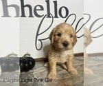 Puppy Light Pink Girl Labradoodle-Poodle (Miniature) Mix