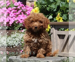 Poodle (Miniature) Puppy for sale in QUARRYVILLE, PA, USA