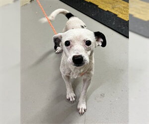 Mutt Dogs for adoption in Sanford, FL, USA