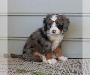 Bernedoodle (Miniature) Puppy for sale in NARVON, PA, USA