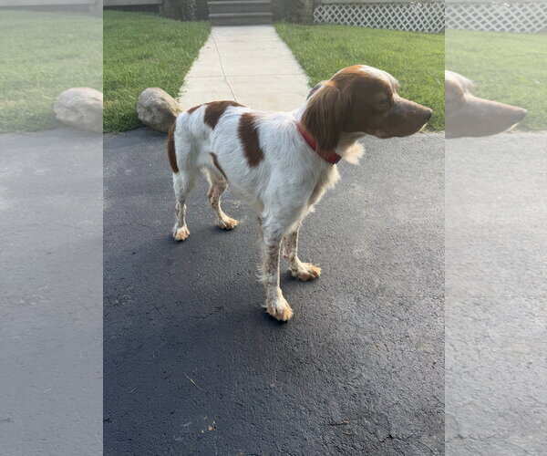 Medium Photo #3 - Mix Puppy For Sale in Curwensville, PA, USA