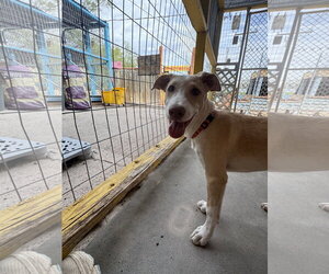 Marie - Female Shepradors Dog for Adoption - Photo #8