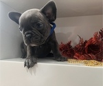 Small Photo #3 French Bulldog Puppy For Sale in SLIDELL, LA, USA