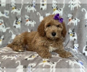 Goldendoodle (Miniature) Puppy for sale in LAKELAND, FL, USA