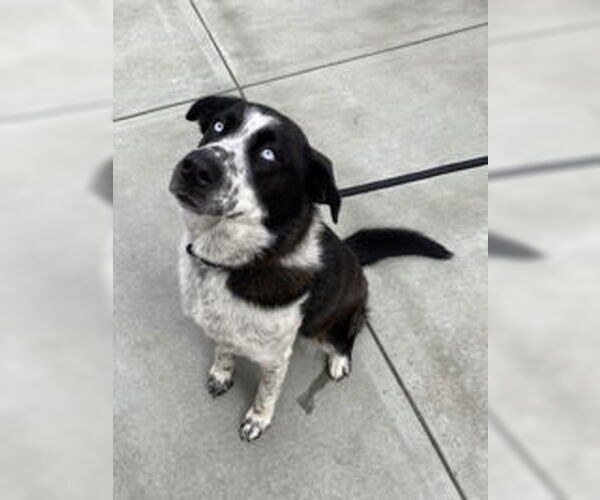 Medium Photo #1 Great Pyrenees Puppy For Sale in Salinas, CA, USA