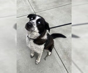 Great Pyrenees Dogs for adoption in Salinas, CA, USA