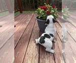 Small Photo #9 French Bulldog Puppy For Sale in KANSAS CITY, MO, USA