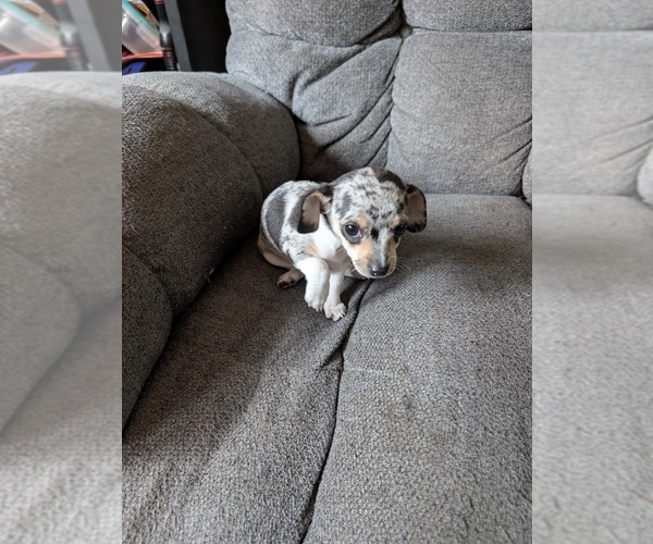 Medium Photo #2 Chiweenie Puppy For Sale in CAMANO ISLAND, WA, USA