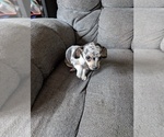 Small Photo #6 Chiweenie Puppy For Sale in CAMANO ISLAND, WA, USA