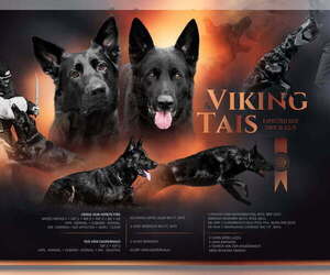 Father of the German Shepherd Dog puppies born on 11/04/2025