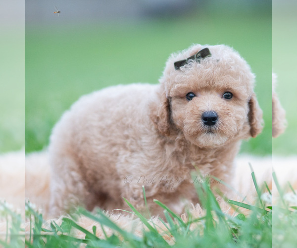 Medium Photo #4 Maltipoo (Miniature) Puppy For Sale in WARSAW, IN, USA
