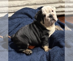 English Bulldog Puppy for Sale in ROYSE CITY, Texas USA