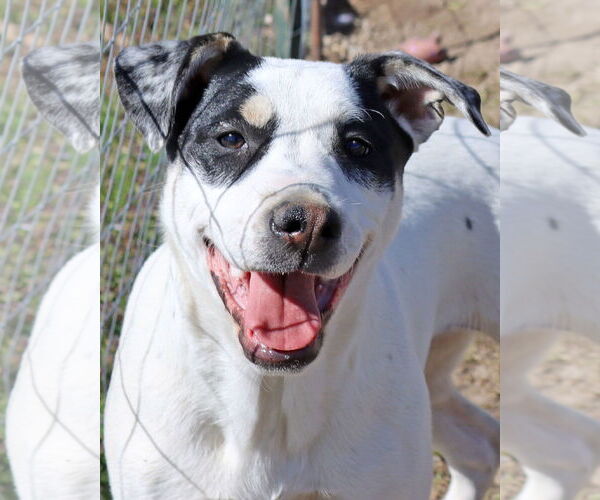 Medium Photo #1 Labrador Retriever-Unknown Mix Puppy For Sale in Green Forest, AR, USA