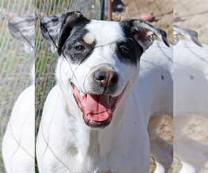 Labrador Retriever-Unknown Mix Dogs for adoption in Green Forest, AR, USA