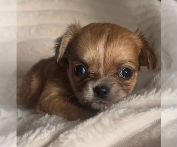 Medium Photo #17 Chihuahua Puppy For Sale in ADAMSVILLE, TN, USA