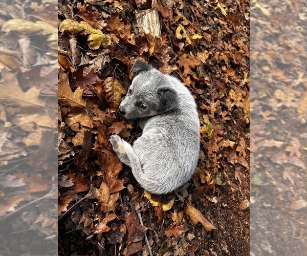 Medium Photo #6 Australian Cattle Dog Puppy For Sale in OREGON HOUSE, CA, USA