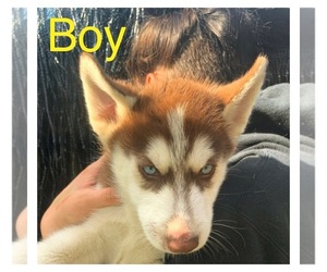 Siberian Husky Puppy for sale in GREEN BAY, WI, USA