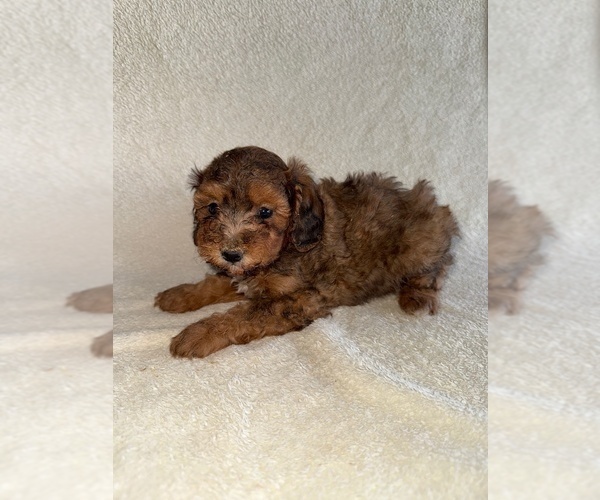 Medium Photo #3 Poodle (Miniature) Puppy For Sale in MUNFORDVILLE, KY, USA