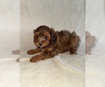 Small #2 Poodle (Miniature)