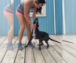 Small #7 Labrador Retriever Mix