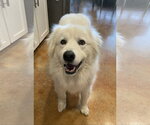 Small #3 Great Pyrenees