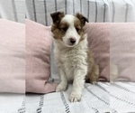 Small Photo #1 Shetland Sheepdog Puppy For Sale in SUGARCREEK, OH, USA