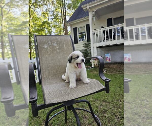 Medium Photo #3 Great Pyrenees Puppy For Sale in HOSCHTON, GA, USA