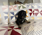 Small Photo #10 Bernedoodle Puppy For Sale in SUNNYVALE, CA, USA