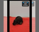 Freddy - Male Yorkipoo Puppy for Sale - Photo #3