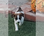 Small Photo #6 Jack Russell Terrier Puppy For Sale in BRIGGSDALE, CO, USA