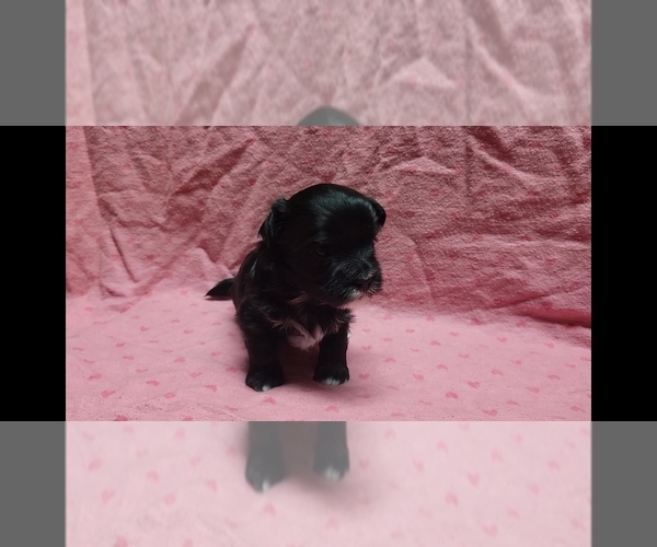 Medium Photo #7 Maltipoo Puppy For Sale in BROOKFIELD, MO, USA