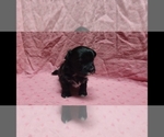 Small #6 Maltipoo