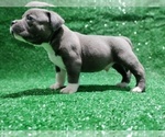 Small #2 American Bully